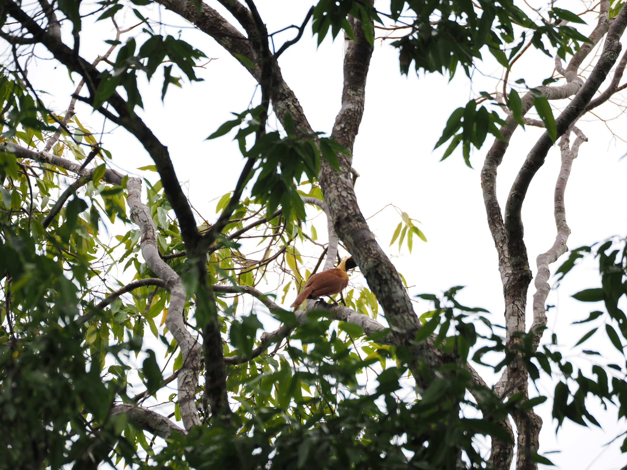 Red Bird-of-paradise (Paradisaea rubra), photo 5