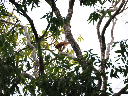 Red Bird-of-paradise (Paradisaea rubra), photo 4