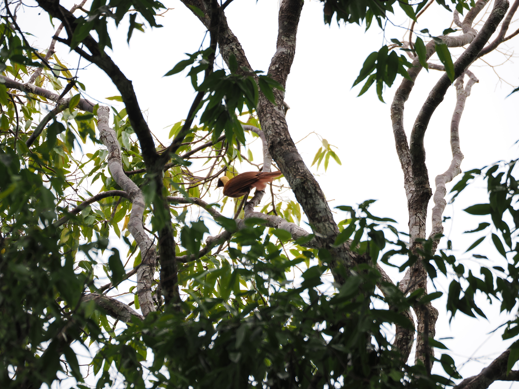 Red Bird-of-paradise (Paradisaea rubra), photo 4