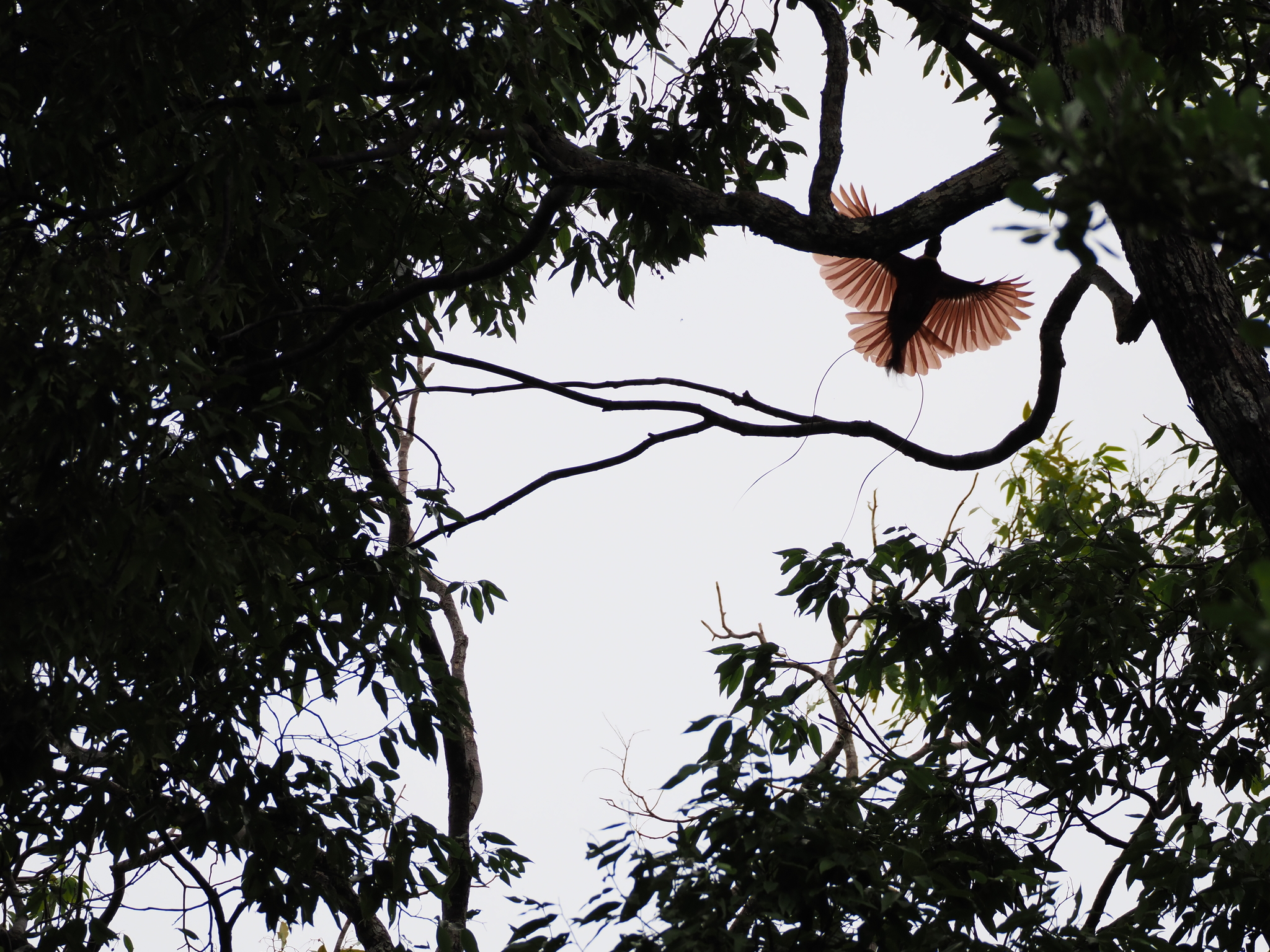 Red Bird-of-paradise (Paradisaea rubra), photo 6