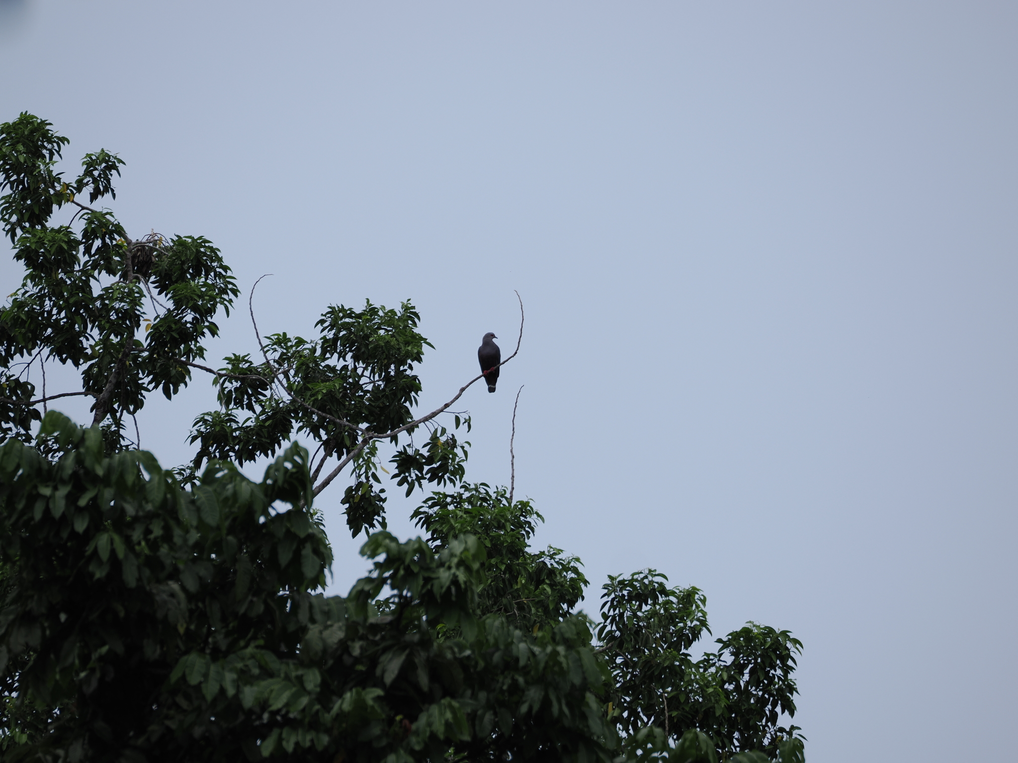 Pinon's Imperial Pigeon (Ducula pinon), photo 7