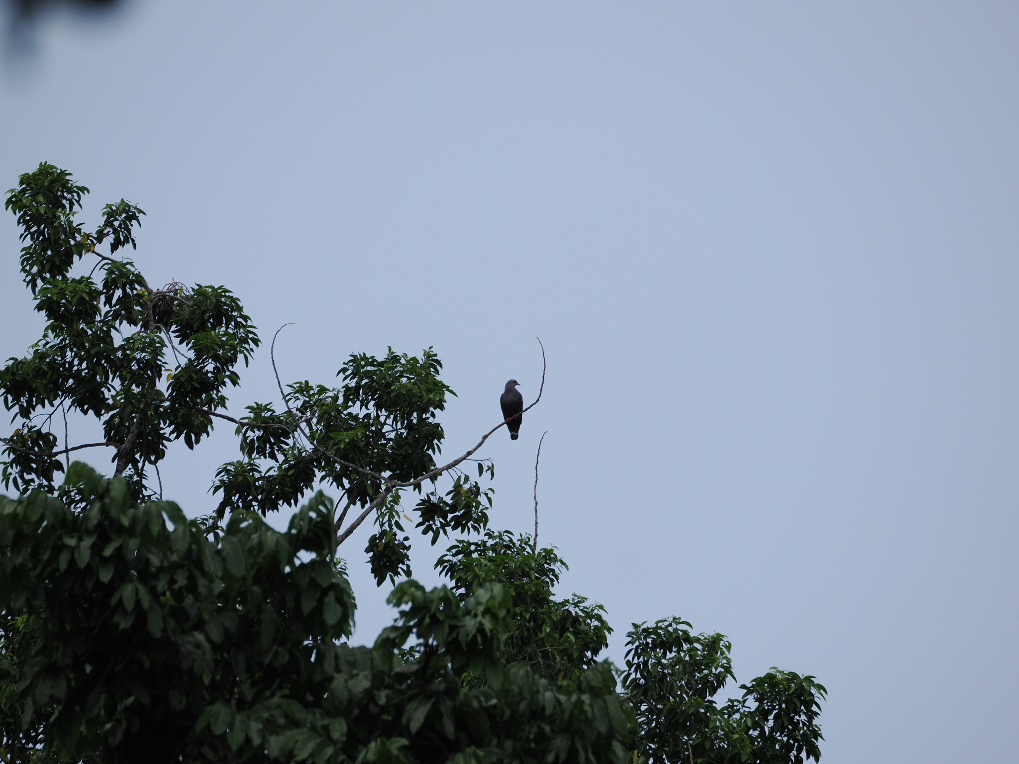 Pinon's Imperial Pigeon (Ducula pinon), photo 6
