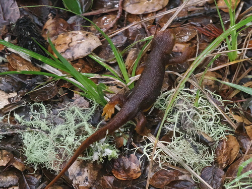 California Newt