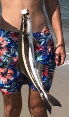 Rachycentron canadum