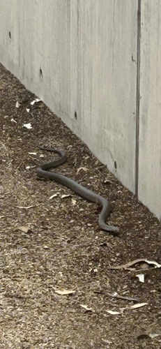 Eastern Brown Snake sighting