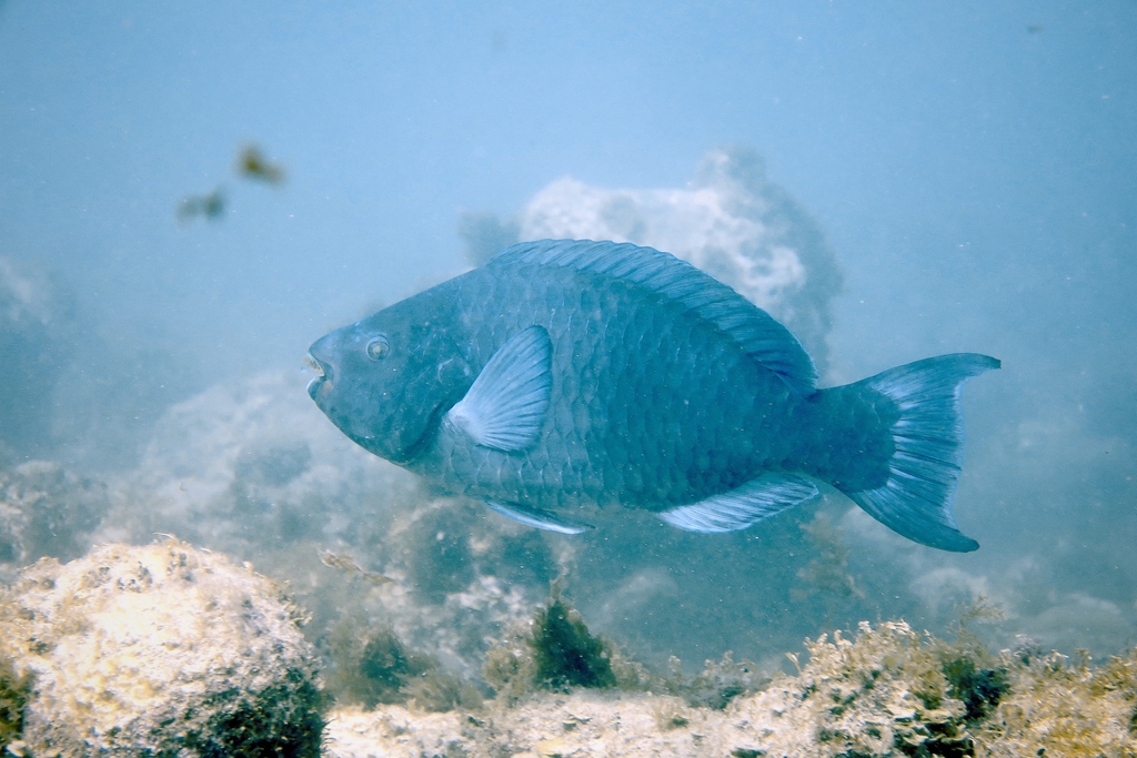 Greenback Parrotfish