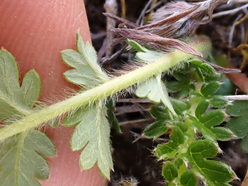 Image of Acaena agnipila by (c) Benjamin Lavin, some rights reserved (CC BY)
