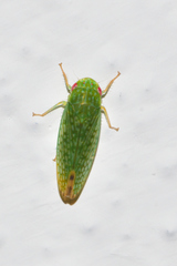Rugosana