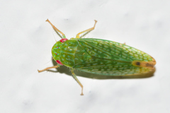 Rugosana