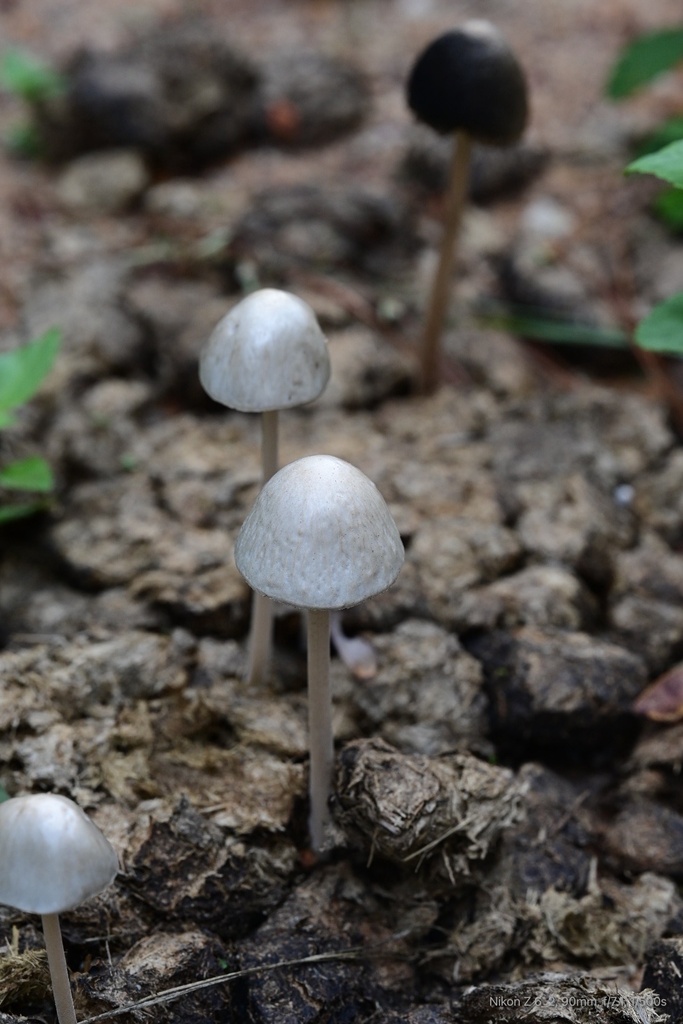 Panaeolus antillarum · March 2025 · photo: © maxtweddell (iNaturalist, cc0)