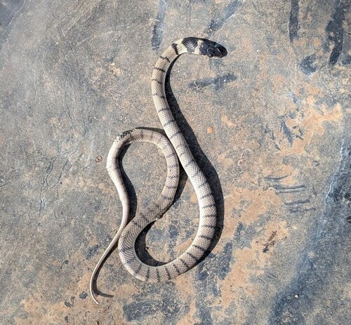 Eastern Brown Snake sighting