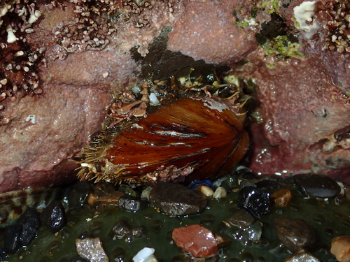 Modiolus carpenteri, 2021-02-09