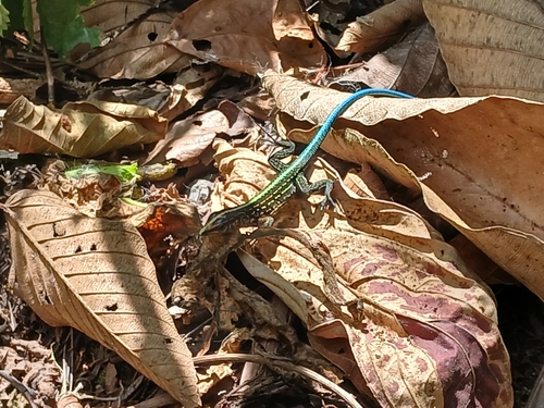 Middle American Ameiva, La Fortuna, Alajuela Province, San Carlos, Costa Rica, photo 7 of 10