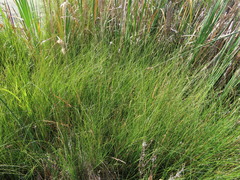 Carex simulata