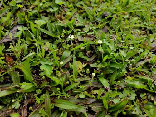 Image of Hydrocotyle leucocephala by (c) chiuluan, some rights reserved (CC BY)