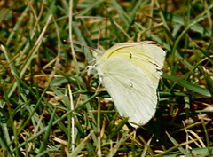 Colias alexandra