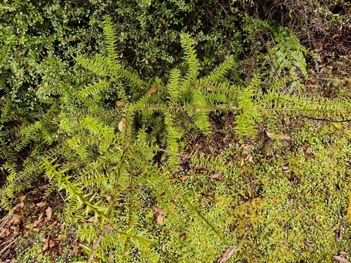Podocarpus acutifolius observed 2025-03-16