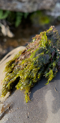 Fissidens hallianus