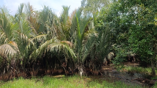 Mangrove Palm