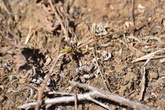 Eucerceris provancheri