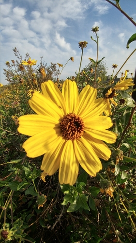 iNaturalist observation photo of California brittlebush