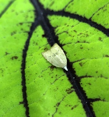 Coelostathma discopunctana