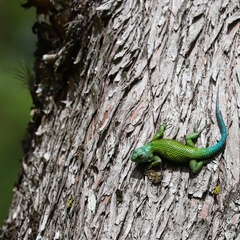 Sceloporus hondurensis