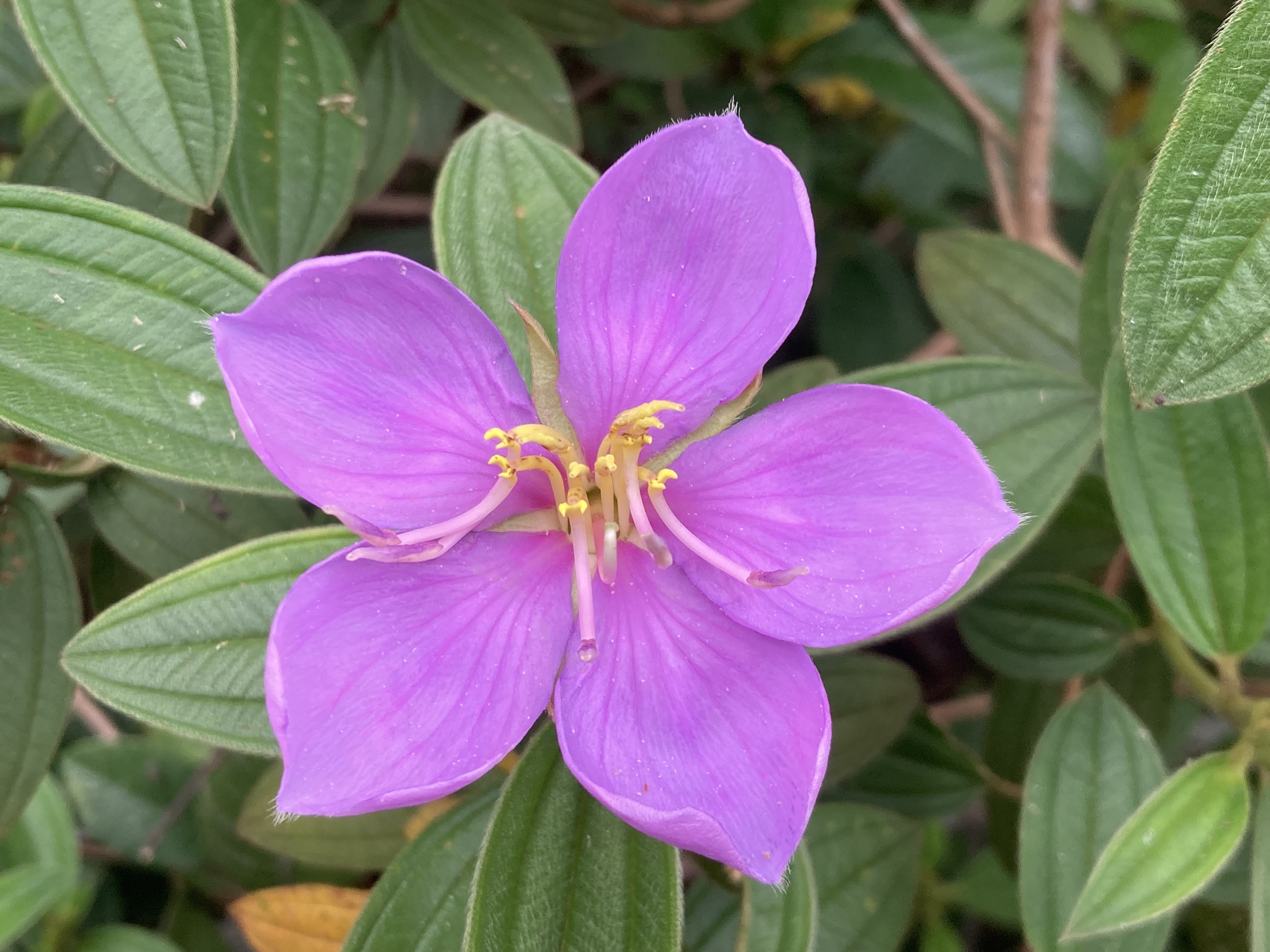 Melastoma malabathricum — ảnh 3