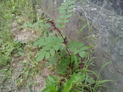 Robinia pseudoacacia