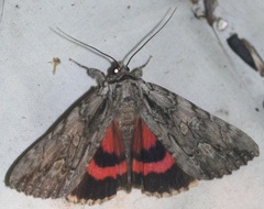 Catocala coccinata