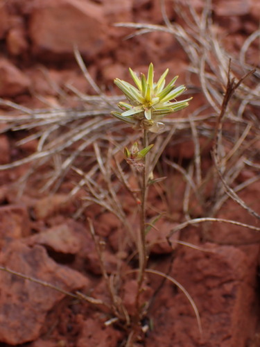 Image of Ptilotus gaudichaudii by (c) Hugo Innes, some rights reserved (CC BY)