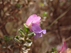 Eremophila cuneifolia, photograph (c) Hugo Innes, some rights reserved (CC BY)