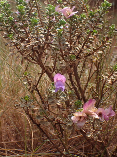 Image of Eremophila cuneifolia by (c) Hugo Innes, some rights reserved (CC BY)