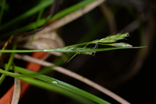 Carex mitrata iNat (2)