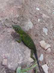 Anolis limon