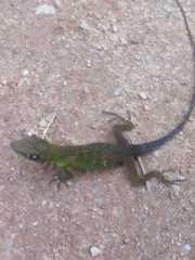 Anolis limon