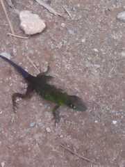 Anolis limon