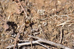 Eucerceris provancheri