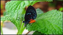 Eumaeus atala