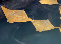 Rhinoptera steindachneri