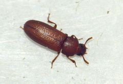 Tribolium castaneum