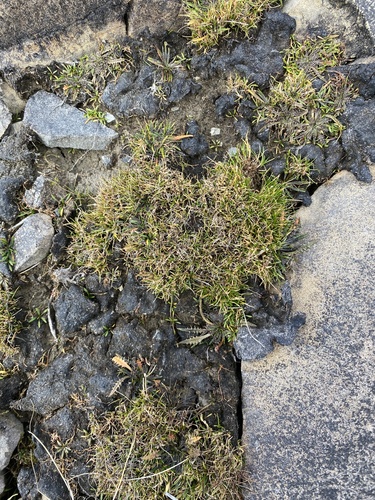 Isolepis aucklandica observed 2025-03-15