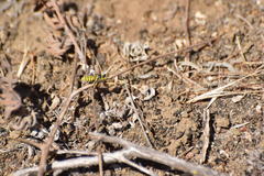 Eucerceris provancheri