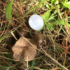 Entoloma vernum