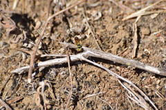 Eucerceris provancheri