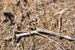 Eucerceris provancheri