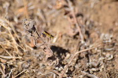 Eucerceris provancheri