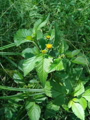 Bidens pilosa pilosa