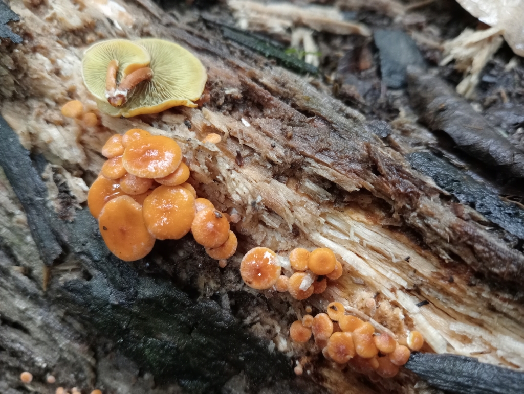 Hypholoma acutum · March 2025 · photo: © john_barkla (iNaturalist, cc0)