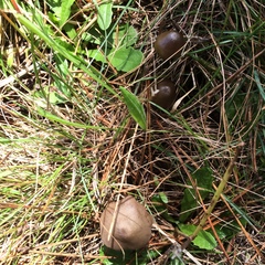 Entoloma vernum